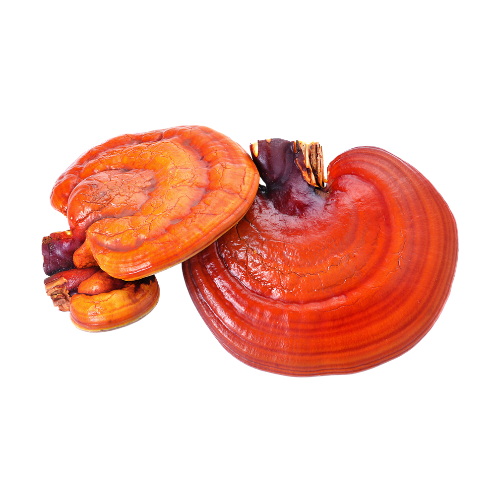 Ganoderma (Reishi) — el hongo adaptógeno que enriquece el café Tézal Kafenta