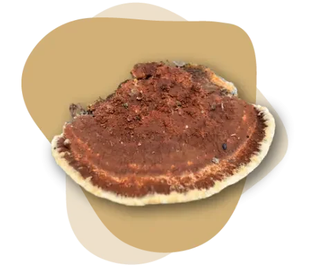 tezal-ganoderma tezal ganoderma